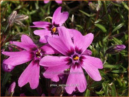 Phlox &#039;Samson&#039; | Kruipphlox, Vlambloem, Flox, Floks | Polsterphlox