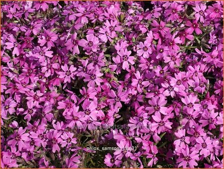 Phlox &#039;Samson&#039; | Kruipphlox, Vlambloem, Flox, Floks | Polsterphlox