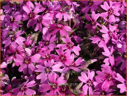 Phlox &#039;Samson&#039; | Kruipphlox, Vlambloem, Flox, Floks | Polsterphlox