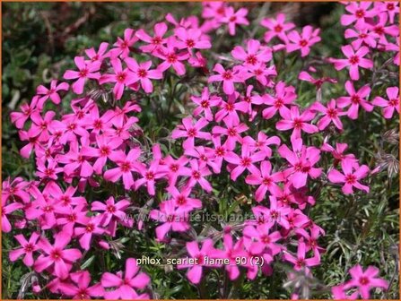 Phlox &#039;Scarlet Flame&#039; | Vlambloem, Kruipphlox