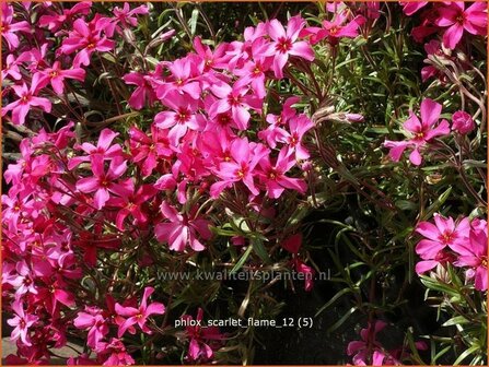 Phlox &#039;Scarlet Flame&#039; | Vlambloem, Kruipphlox