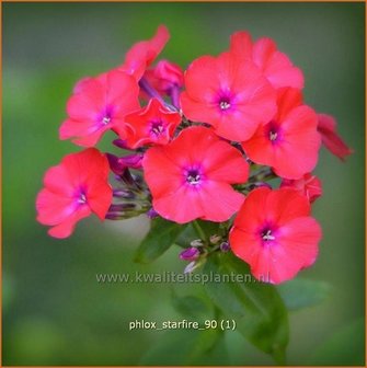 Phlox &#039;Starfire&#039; | Vlambloem