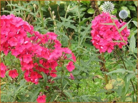 Phlox &#039;Starfire&#039; | Vlambloem