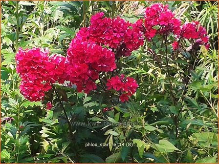 Phlox &#039;Starfire&#039; | Vlambloem