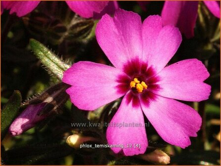 Phlox &#039;Temiskaming&#039; | Vlambloem, Kruipphlox