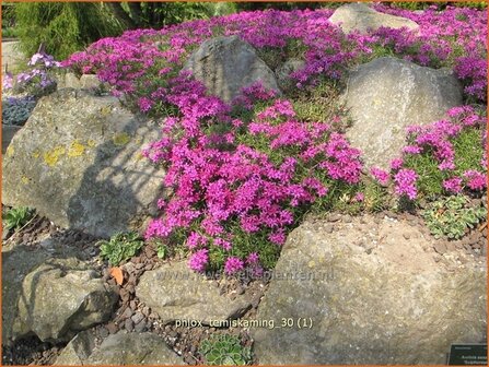 Phlox &#039;Temiskaming&#039; | Vlambloem, Kruipphlox