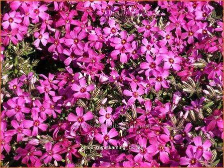 Phlox &#039;Temiskaming&#039; | Vlambloem, Kruipphlox