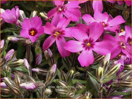 Phlox &#039;Temiskaming&#039; | Vlambloem, Kruipphlox