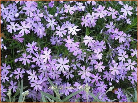 Phlox &#039;G.F. Wilson&#039; | Vlambloem, Kruipphlox