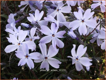 Phlox &#039;G.F. Wilson&#039; | Vlambloem, Kruipphlox