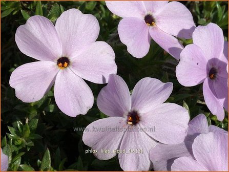 Phlox &#039;Lilac Cloud&#039; | Vlambloem, Kruipphlox