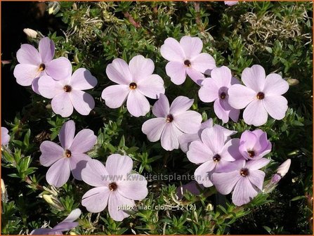 Phlox &#039;Lilac Cloud&#039; | Vlambloem, Kruipphlox