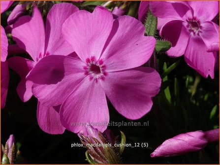 Phlox &#039;MacDaniel&#039;s Cushion&#039; | Vlambloem, Kruipphlox