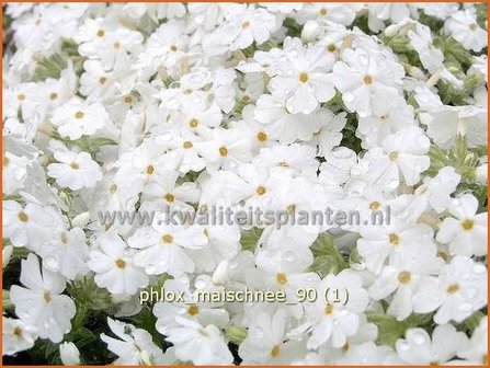 Phlox &#039;Maischnee&#039; | Vlambloem, Kruipphlox