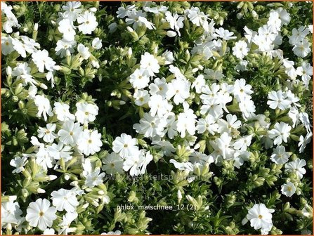 Phlox &#039;Maischnee&#039; | Vlambloem, Kruipphlox