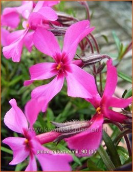 Phlox &#039;Moerheimii&#039; | Vlambloem, Kruipphlox