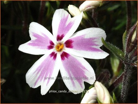 Phlox &#039;Candy Stripes&#039; | Vlambloem, Kruipphlox