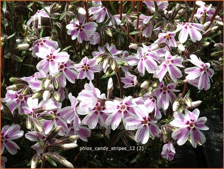 Phlox &#039;Candy Stripes&#039; | Vlambloem, Kruipphlox