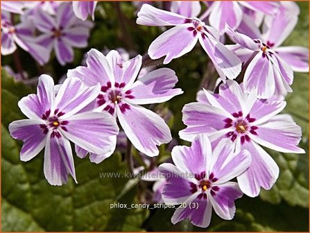 Phlox &#039;Candy Stripes&#039; | Vlambloem, Kruipphlox