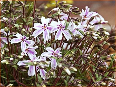 Phlox &#039;Candy Stripes&#039; | Vlambloem, Kruipphlox