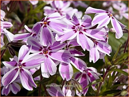 Phlox &#039;Candy Stripes&#039; | Vlambloem, Kruipphlox