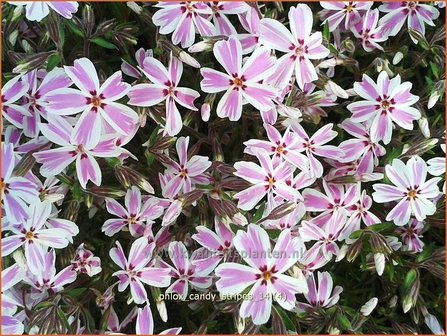 Phlox &#039;Candy Stripes&#039; | Vlambloem, Kruipphlox