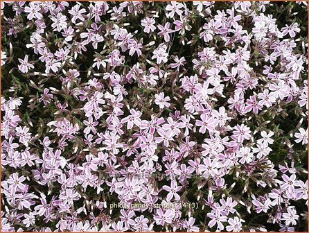 Phlox &#039;Candy Stripes&#039; | Vlambloem, Kruipphlox