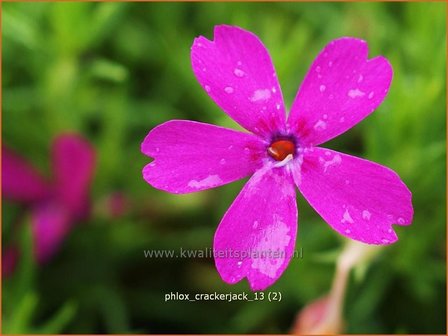 Phlox &#039;Crackerjack&#039; | Vlambloem, Kruipphlox