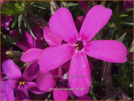 Phlox &#039;Crackerjack&#039; | Vlambloem, Kruipphlox