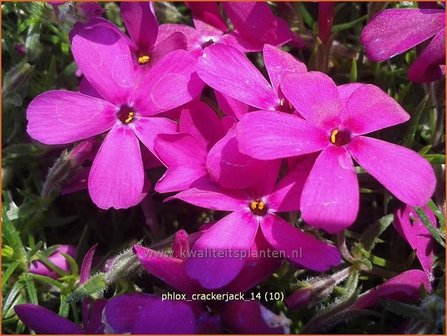 Phlox &#039;Crackerjack&#039; | Vlambloem, Kruipphlox