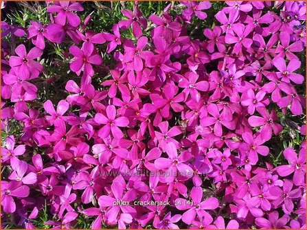 Phlox &#039;Crackerjack&#039; | Vlambloem, Kruipphlox