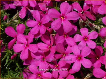 Phlox &#039;Crackerjack&#039; | Kruipphlox, Vlambloem, Flox, Floks