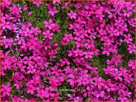 Phlox &#039;Crackerjack&#039; | Kruipphlox, Vlambloem, Flox, Floks