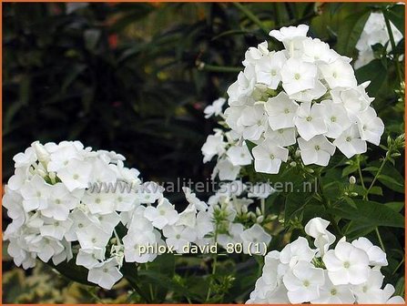 Phlox &#039;David&#039; | Hoge vlambloem, Vlambloem, Flox, Floks | Hohe Flammenblume | Border Phlox