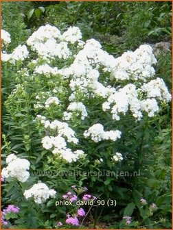 Phlox &#039;David&#039; | Hoge vlambloem, Vlambloem, Flox, Floks | Hohe Flammenblume | Border Phlox