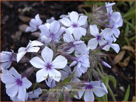 Phlox divaricata &#039;Chattahoochee&#039; | Vlambloem, Voorjaarsvlambloem