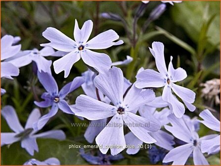 Phlox &#039;Emerald Cushion Blue&#039; | Vlambloem, Kruipphlox