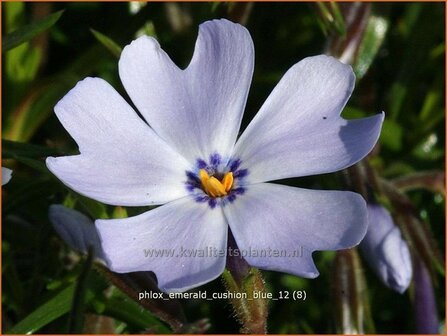 Phlox &#039;Emerald Cushion Blue&#039; | Vlambloem, Kruipphlox