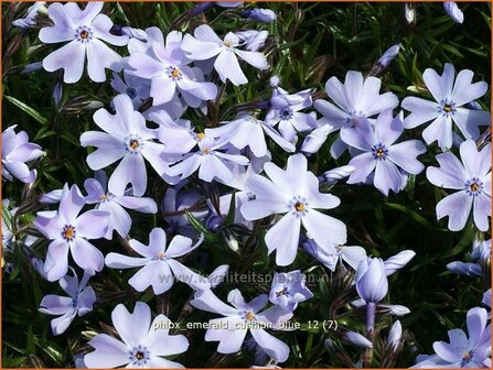 Phlox &#039;Emerald Cushion Blue&#039; | Vlambloem, Kruipphlox