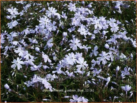 Phlox &#039;Emerald Cushion Blue&#039; | Vlambloem, Kruipphlox