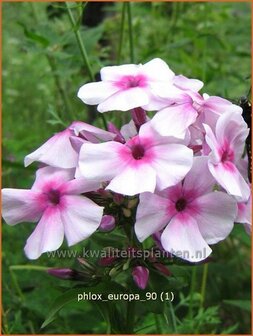 Phlox &#039;Europa&#039; | Vlambloem