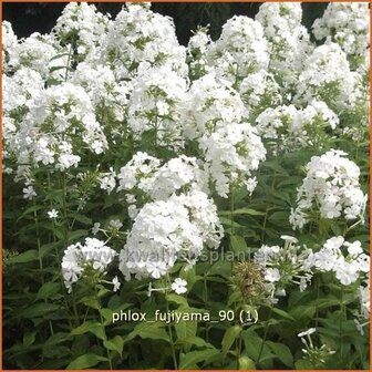 Phlox &#039;Fujiyama&#039; | Vlambloem