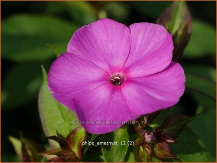 Phlox &#039;Amethyst&#039; | Vlambloem