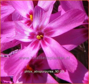 Phlox &#039;Atropurpurea&#039; | Vlambloem, Kruipphlox