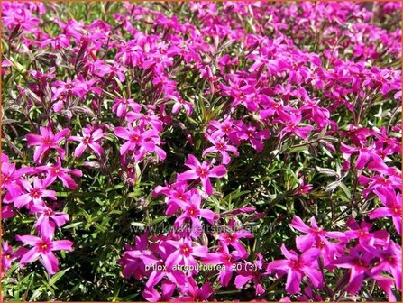 Phlox &#039;Atropurpurea&#039; | Vlambloem, Kruipphlox