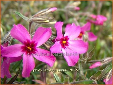 Phlox &#039;Atropurpurea&#039; | Vlambloem, Kruipphlox