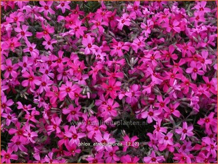 Phlox &#039;Atropurpurea&#039; | Vlambloem, Kruipphlox