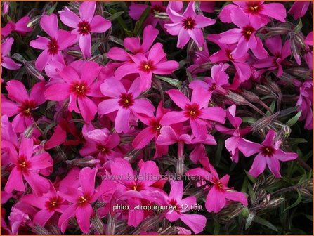 Phlox &#039;Atropurpurea&#039; | Vlambloem, Kruipphlox