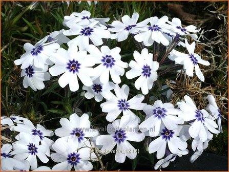 Phlox &#039;Bavaria&#039; | Vlambloem, Kruipphlox