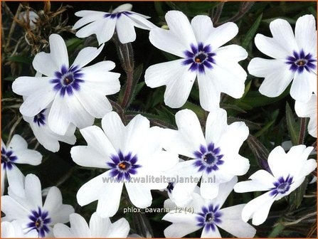 Phlox &#039;Bavaria&#039; | Vlambloem, Kruipphlox